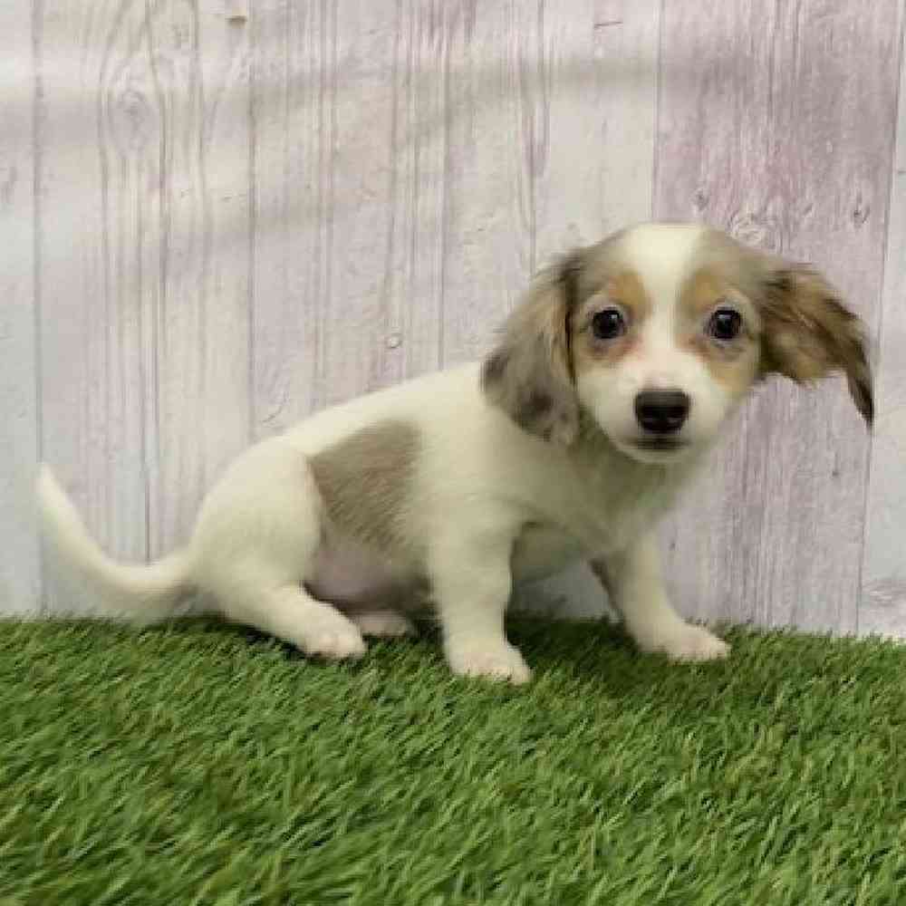 Female Chiweenie Puppy for Sale in Braintree, MA