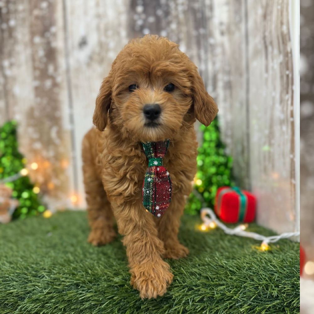 Male Mini Labradoodle 2nd Gen Puppy for Sale in Braintree, MA