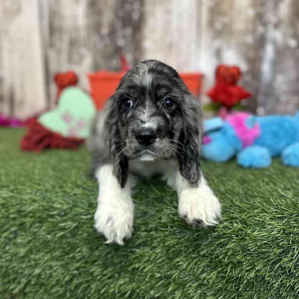 Male Cocker Spaniel Puppy for Sale in Saugus, MA