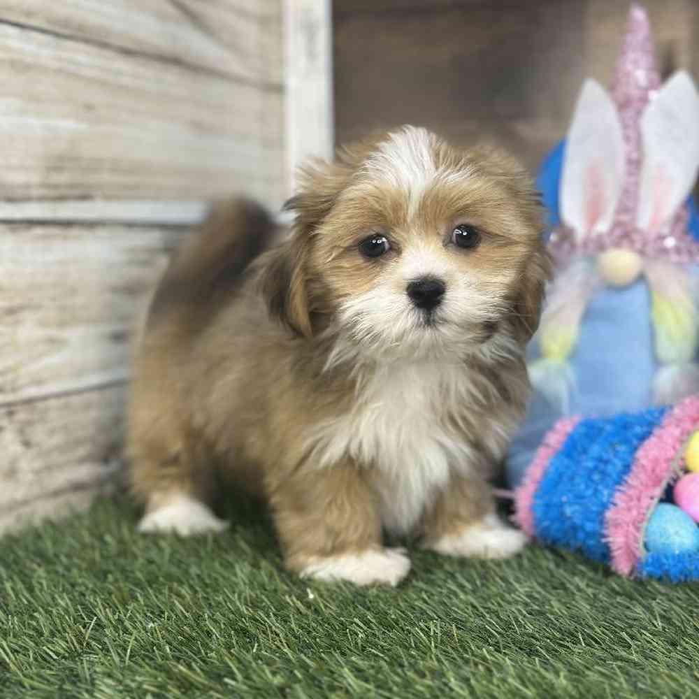 Female Lhasa Apso Puppy for Sale in Saugus, MA