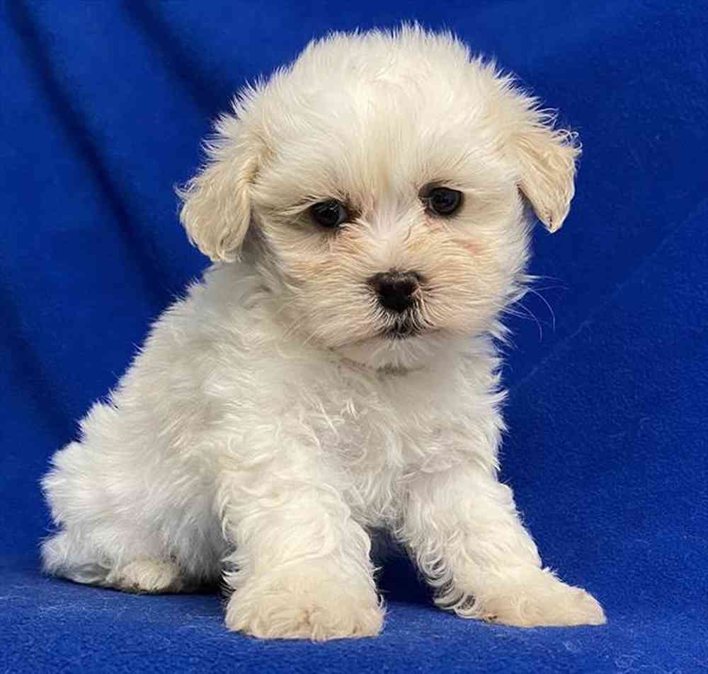 2018399ce454cf2-619e-4200-8ca2-de382e354c53Shih_Tzu_Coton_male_490__3_25_23_.jpg