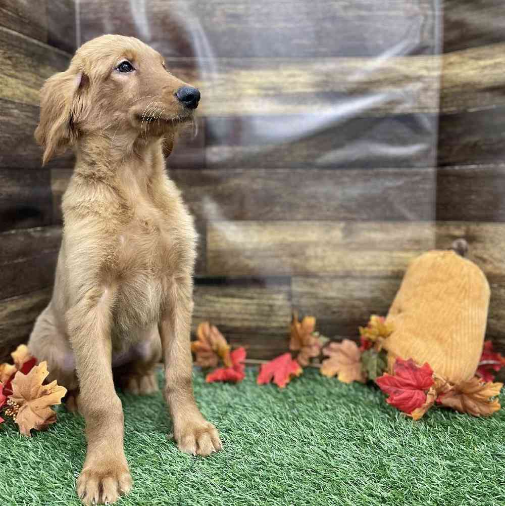 Female Golden Retriever Puppy for Sale in Braintree, MA