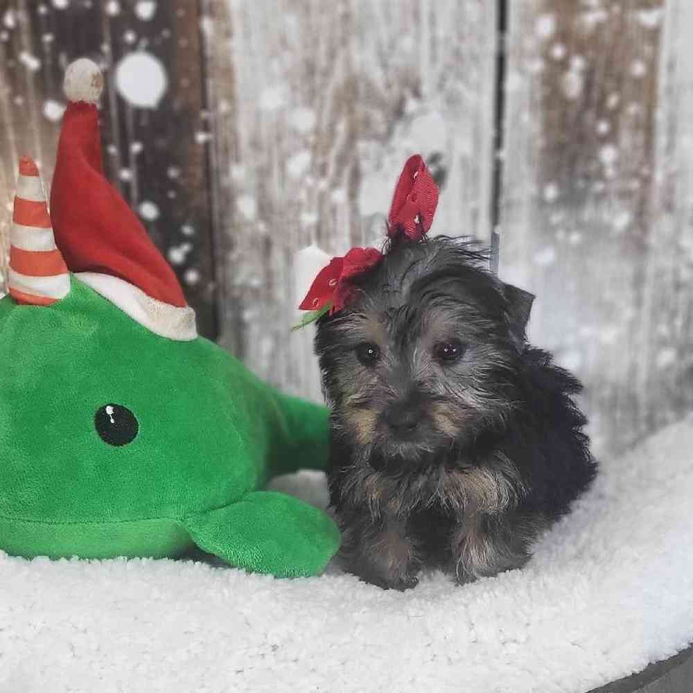 Female Silky Terrier Puppy for Sale in Saugus, MA