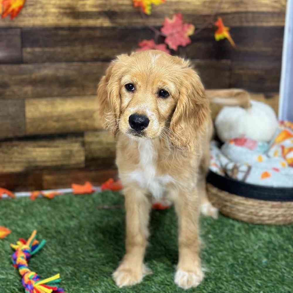 Female Golden Cocker Retriever Puppy for Sale in Saugus, MA