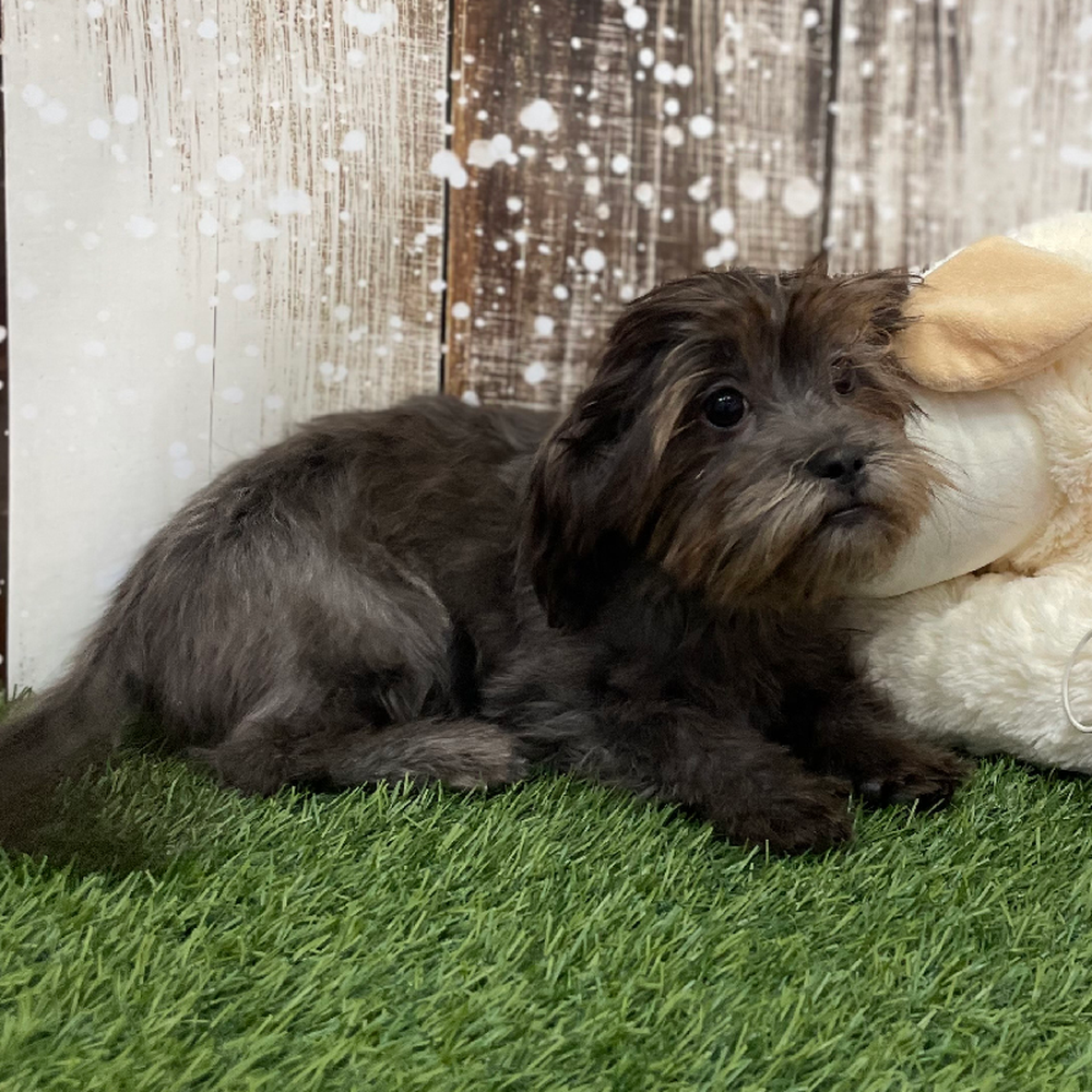 Female Malshi Puppy for Sale in Braintree, MA
