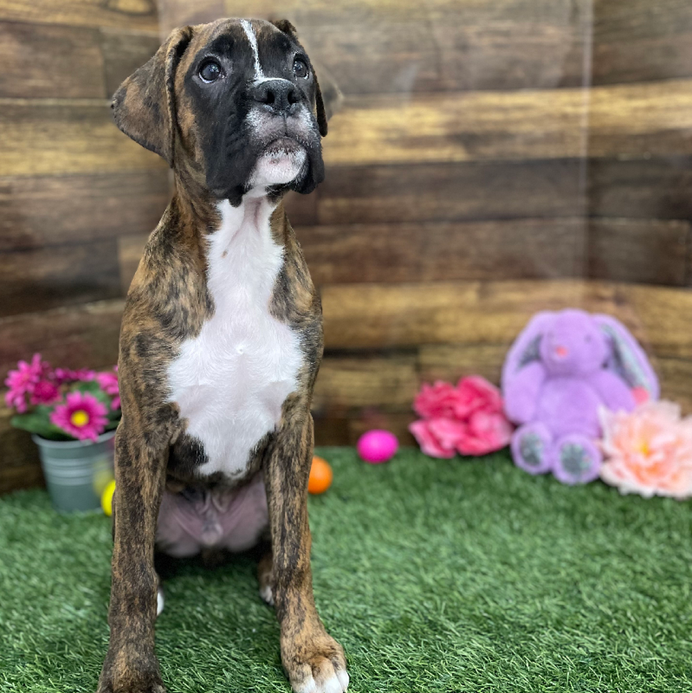 Male Boxer Puppy for Sale in Braintree, MA
