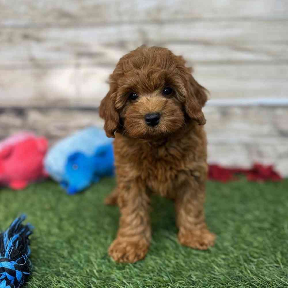 Male Mini Labradoodle 2nd Gen Puppy for Sale in Saugus, MA