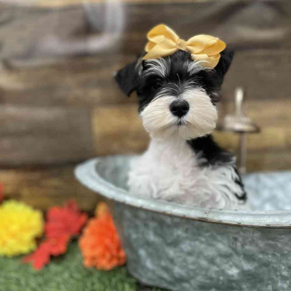 Female Miniature Schnauzer Puppy for Sale in Braintree, MA