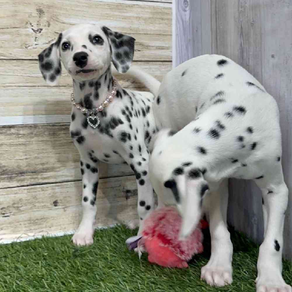 Female Dalmatian Puppy for Sale in Saugus, MA