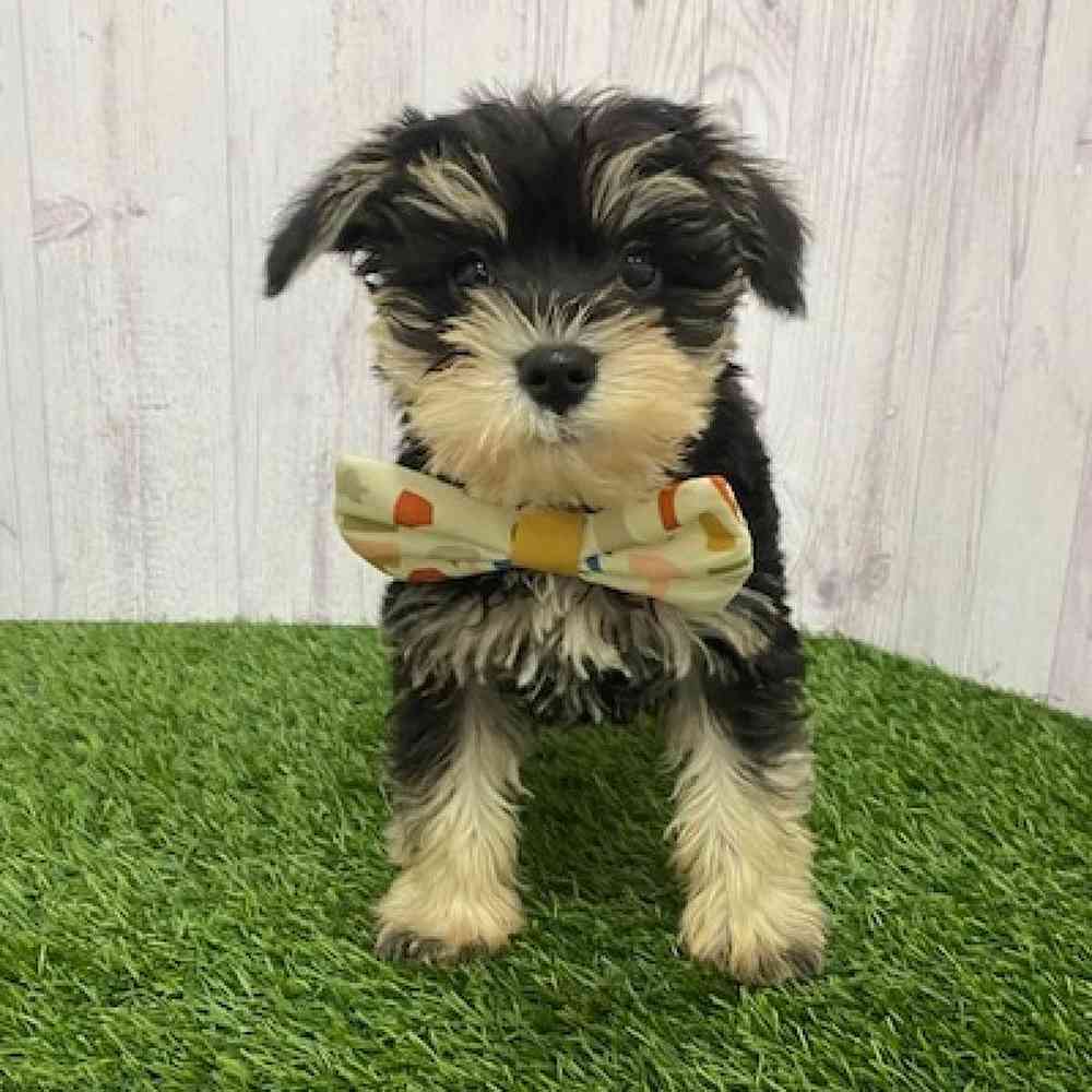 Male Miniature Schnauzer Puppy for Sale in Braintree, MA