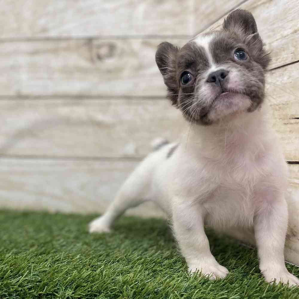 Male French Bulldog Puppy for Sale in Braintree, MA