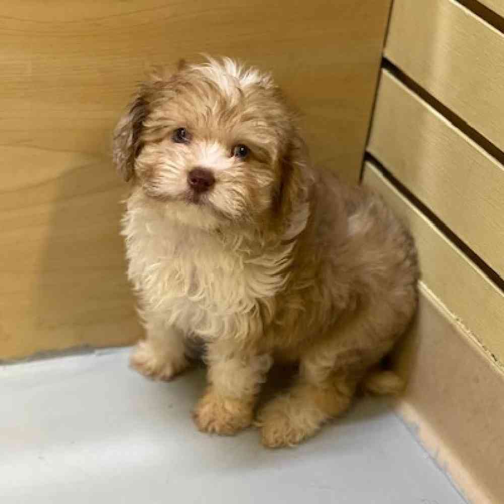 mini-aussiedoodle-anna-1441184295913911.jpg