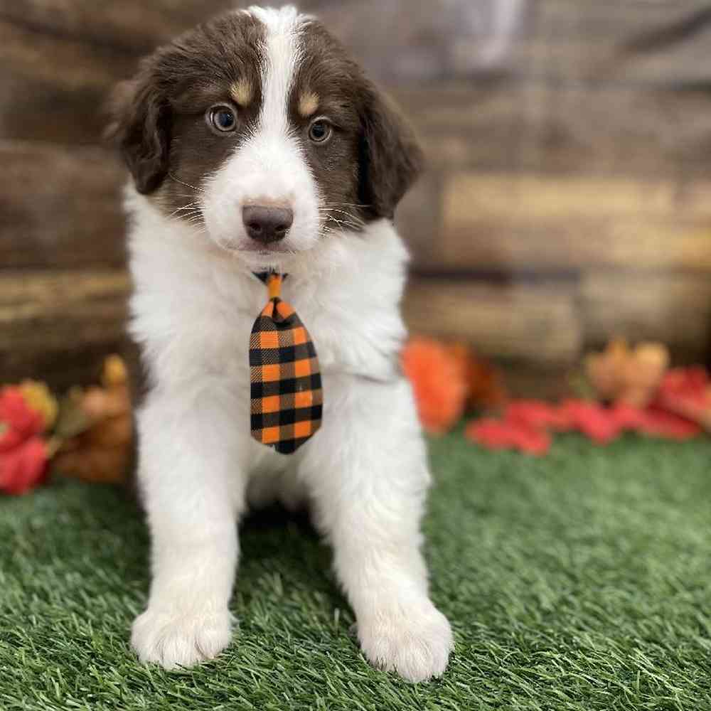 Male Miniature Australian Shepherd Puppy for Sale in Braintree, MA