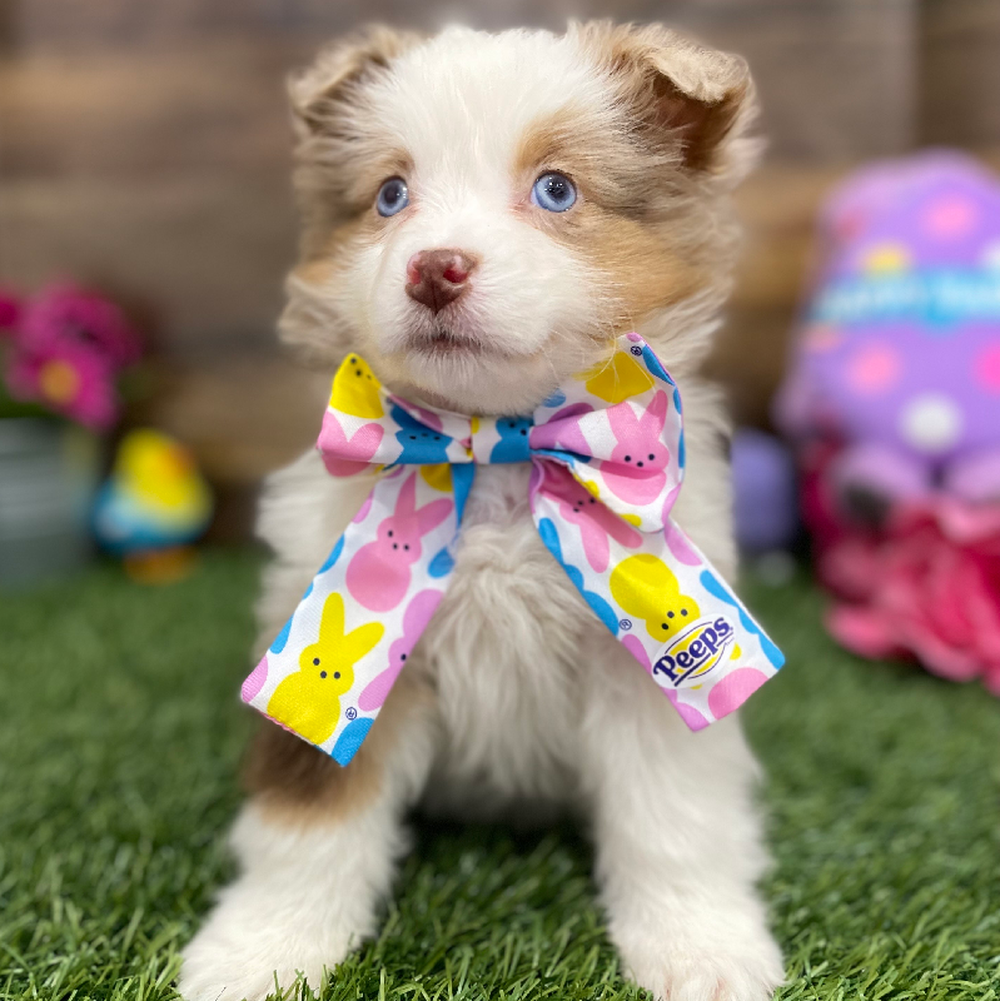 Female Miniature Australian Shepherd Puppy for Sale in Braintree, MA