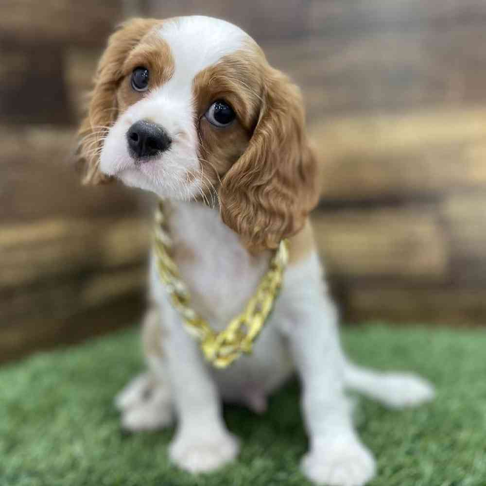 Male Cavalier King Charles Spaniel Puppy for Sale in Braintree, MA