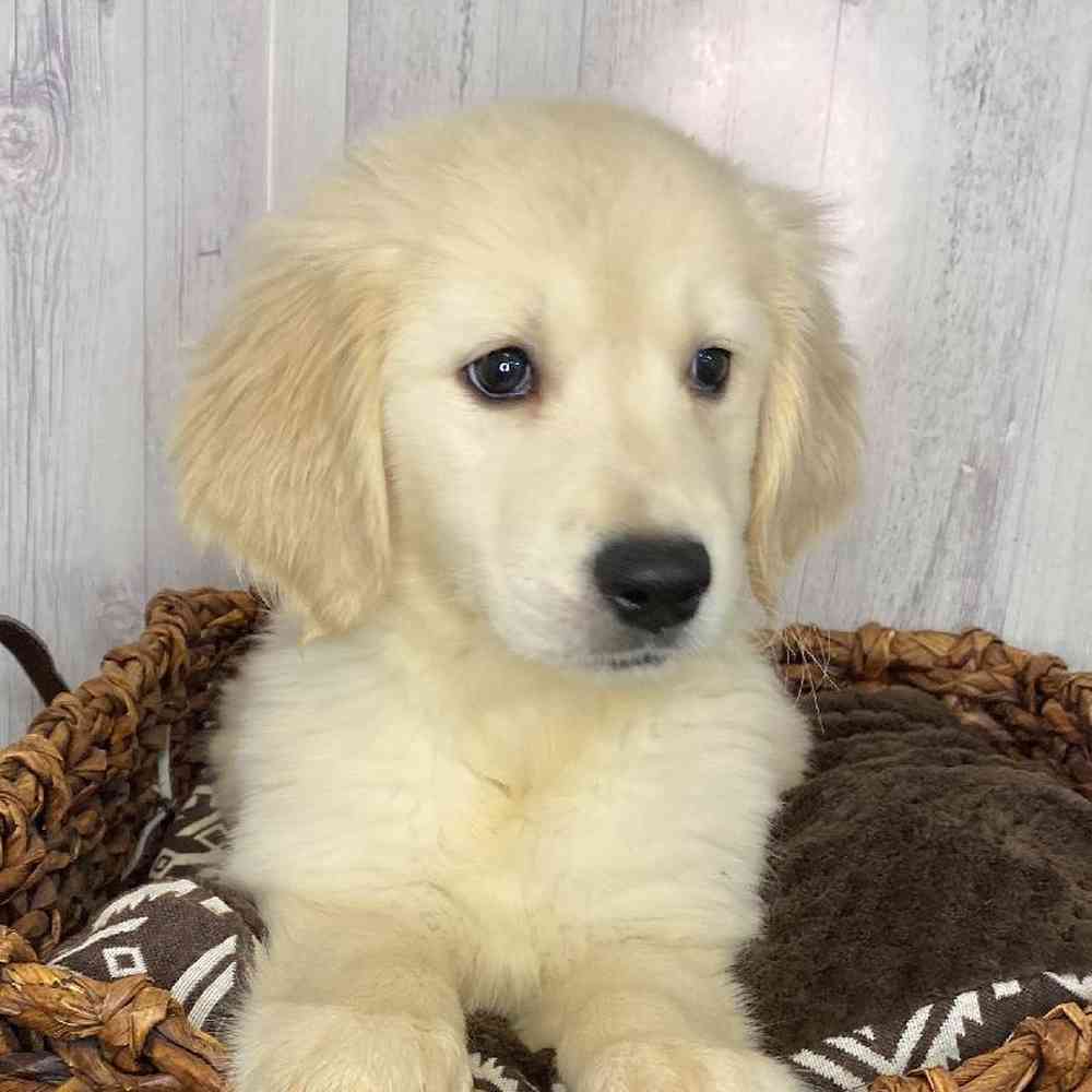 Female Golden Retriever Puppy for Sale in Saugus, MA