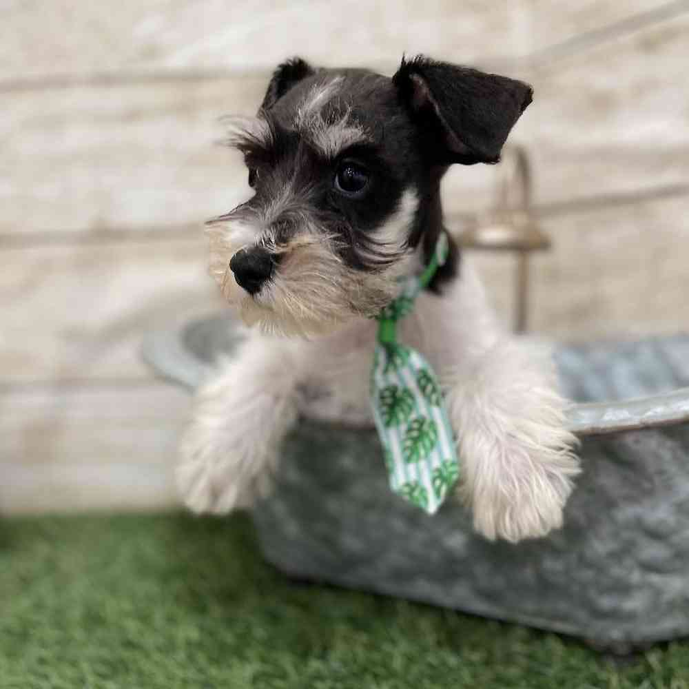 Male Miniature Schnauzer Puppy for Sale in Braintree, MA