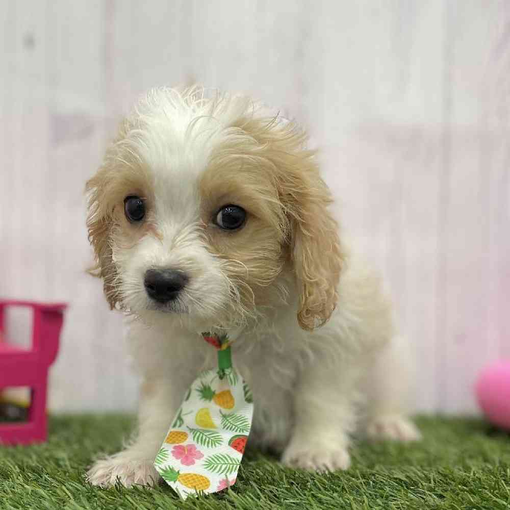 Male Cavachon Puppy for Sale in Braintree, MA
