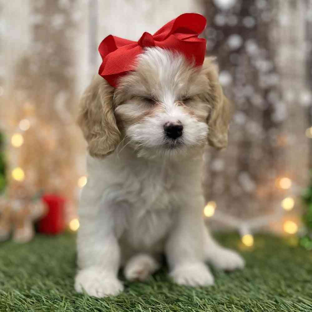 Female Cavapoo Puppy for Sale in Braintree, MA