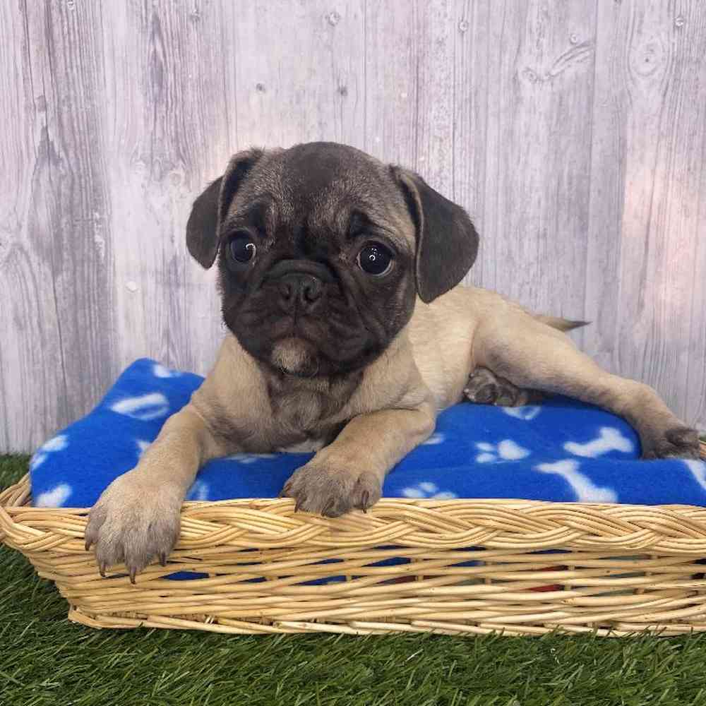 Female Frug Puppy for Sale in Saugus, MA