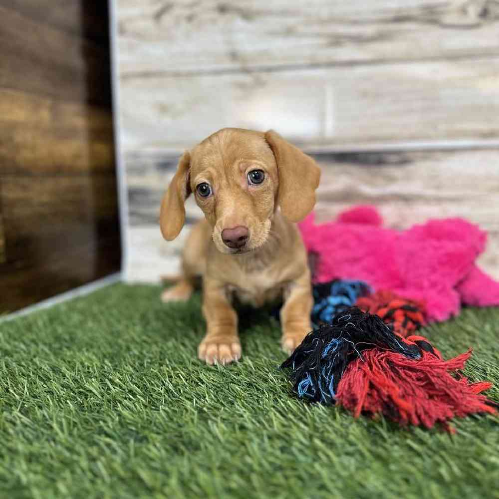 Male Dachshund Puppy for Sale in Saugus, MA