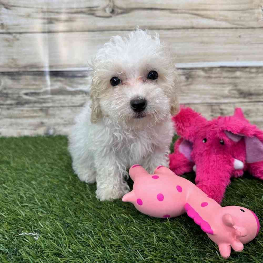Female Poodle Toy Puppy for Sale in Saugus, MA