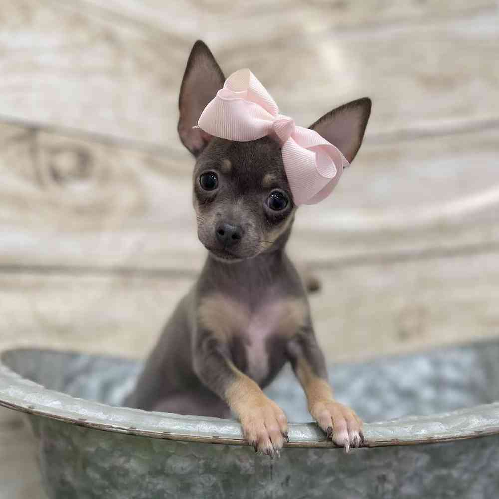 Female Chihuahua Puppy for Sale in Braintree, MA