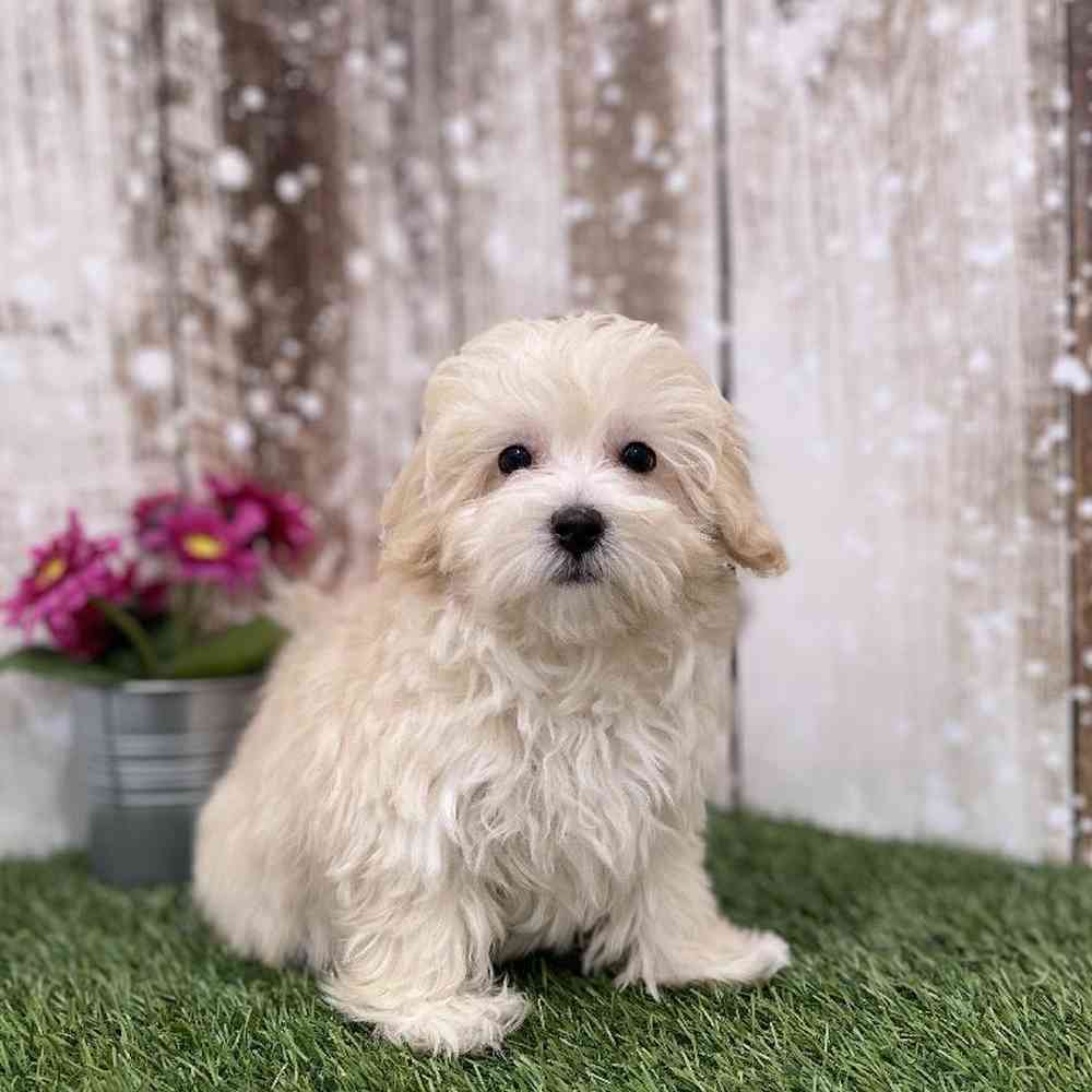 Female Malti-Poo Puppy for Sale in Braintree, MA