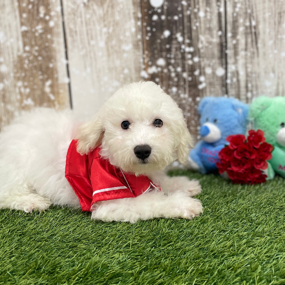 Male Bichon Frise Puppy for Sale in Braintree, MA