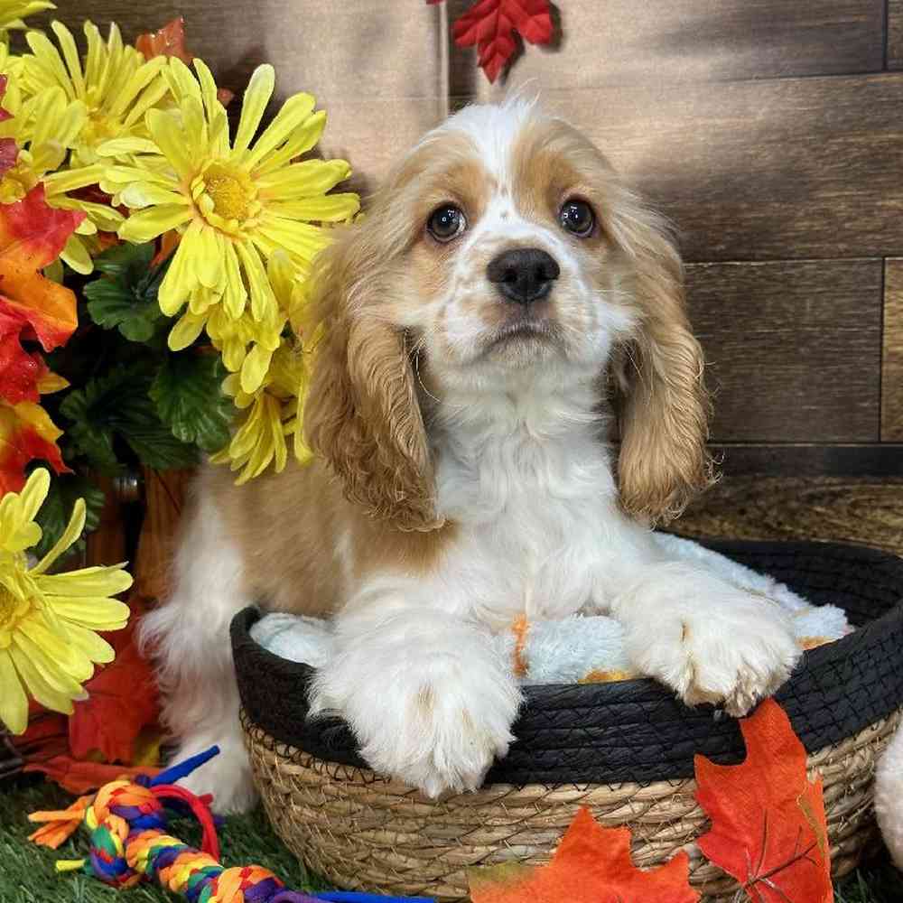 Female Cocker Spaniel Puppy for Sale in Saugus, MA