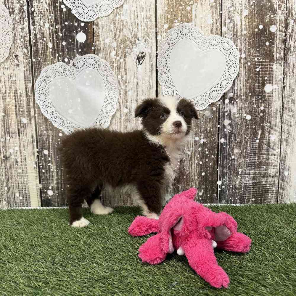 Female Miniature Australian Shepherd Puppy for Sale in Saugus, MA