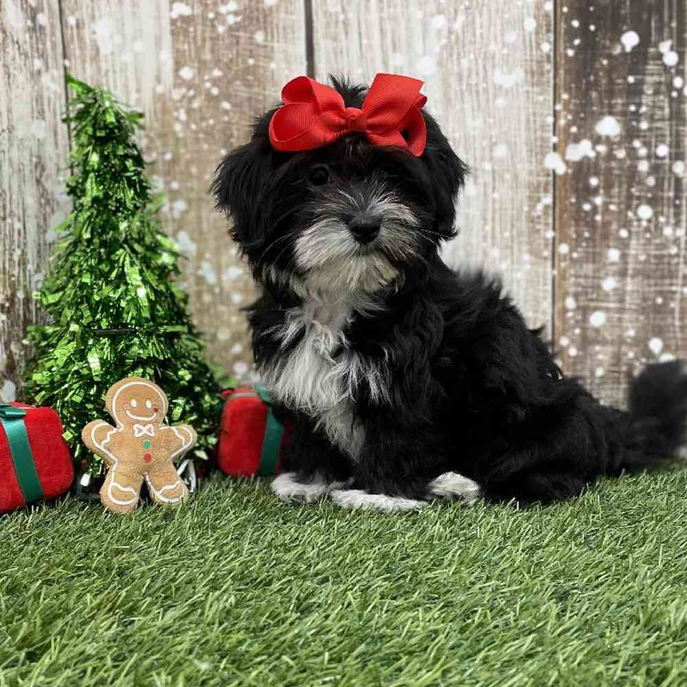 Female Havanese Puppy for Sale in Braintree, MA