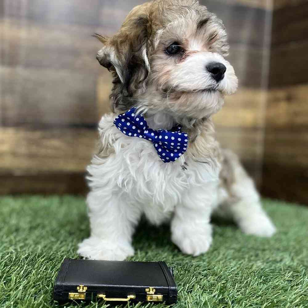 Male Hava-Chon Puppy for Sale in Braintree, MA