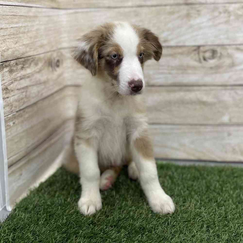 Male Miniature Australian Shepherd Puppy for Sale in Braintree, MA