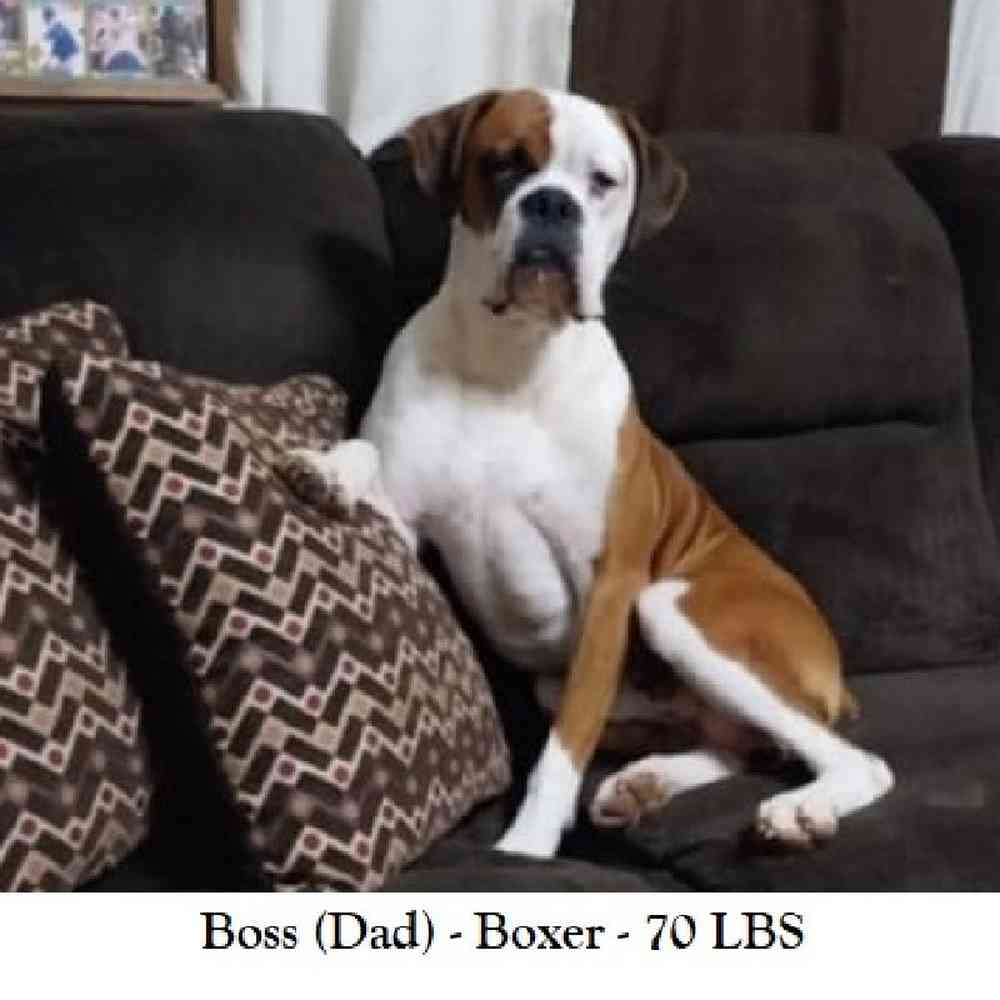 Male Boxer Puppy for Sale in Saugus, MA