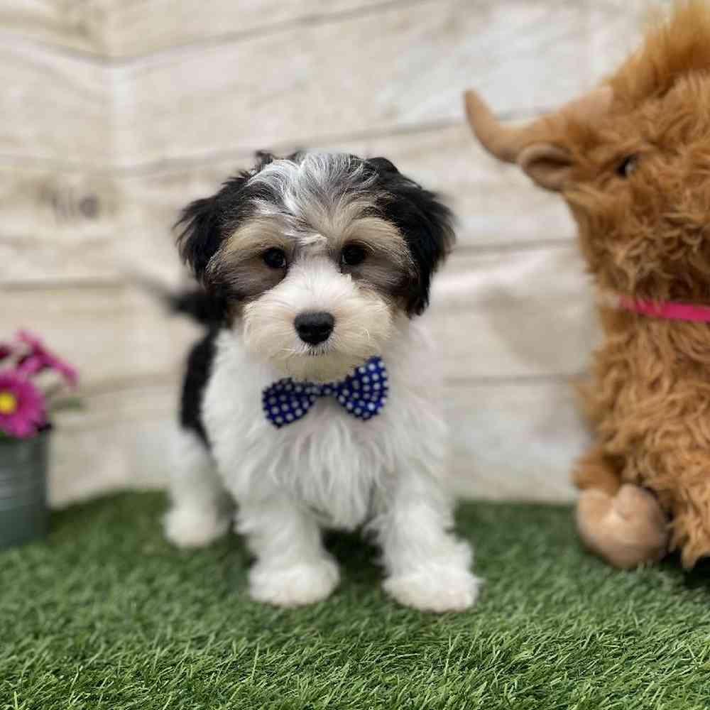Male Morkie Puppy for Sale in Braintree, MA