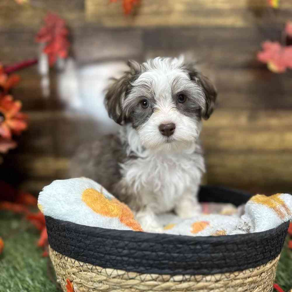 Male Havanese Puppy for Sale in Saugus, MA