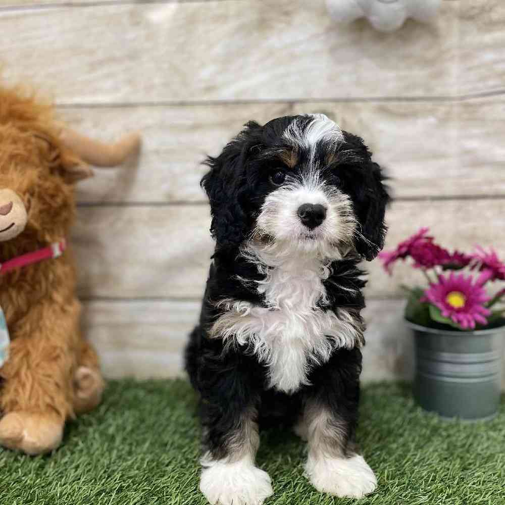 Female Mini Bernedoodle 2nd Gen Puppy for Sale in Braintree, MA