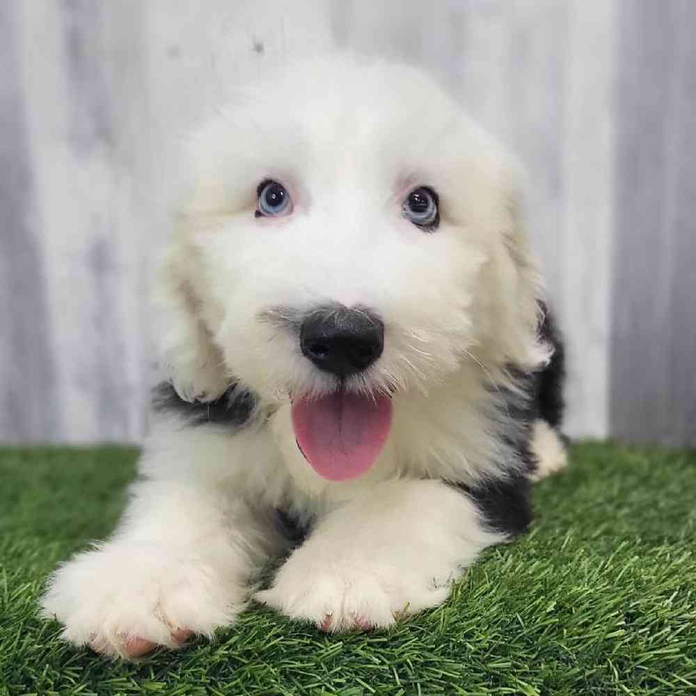 Male Old English Sheepdog Puppy for Sale in Saugus, MA