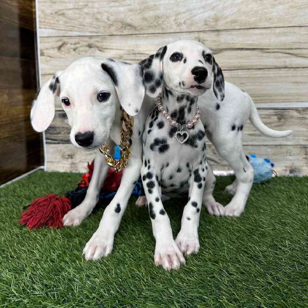 Female Dalmatian Puppy for Sale in Saugus, MA
