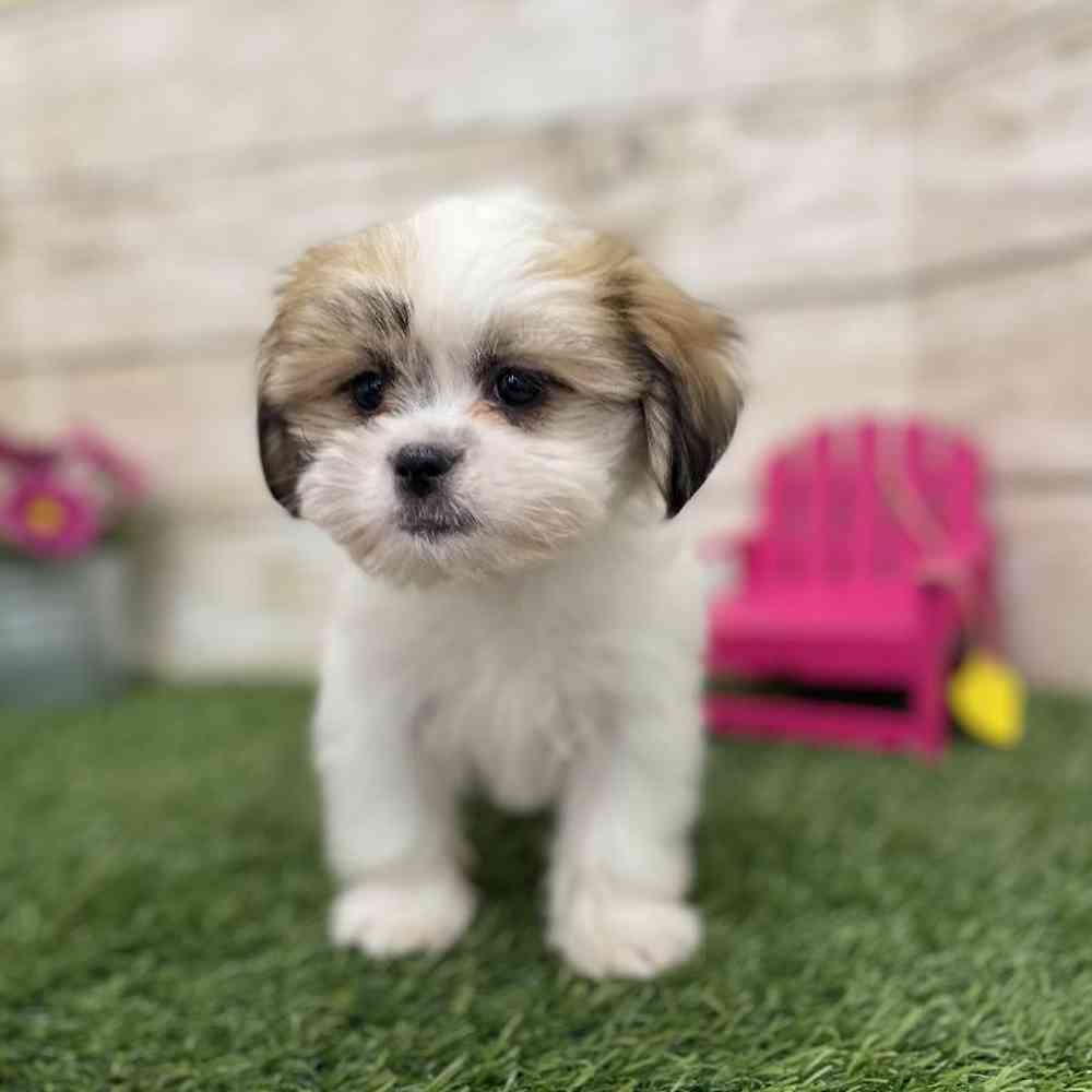 Female Malshi Puppy for Sale in Braintree, MA