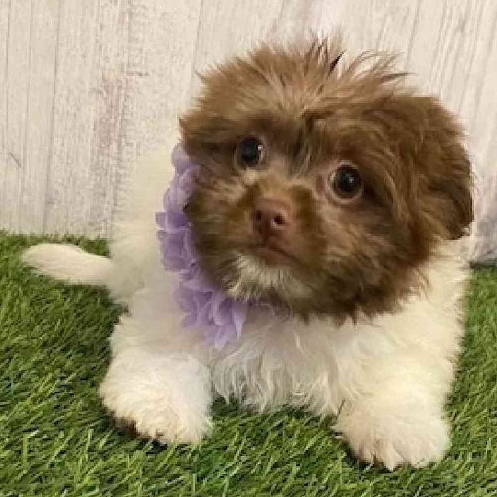 Female Hava-Pom Puppy for sale