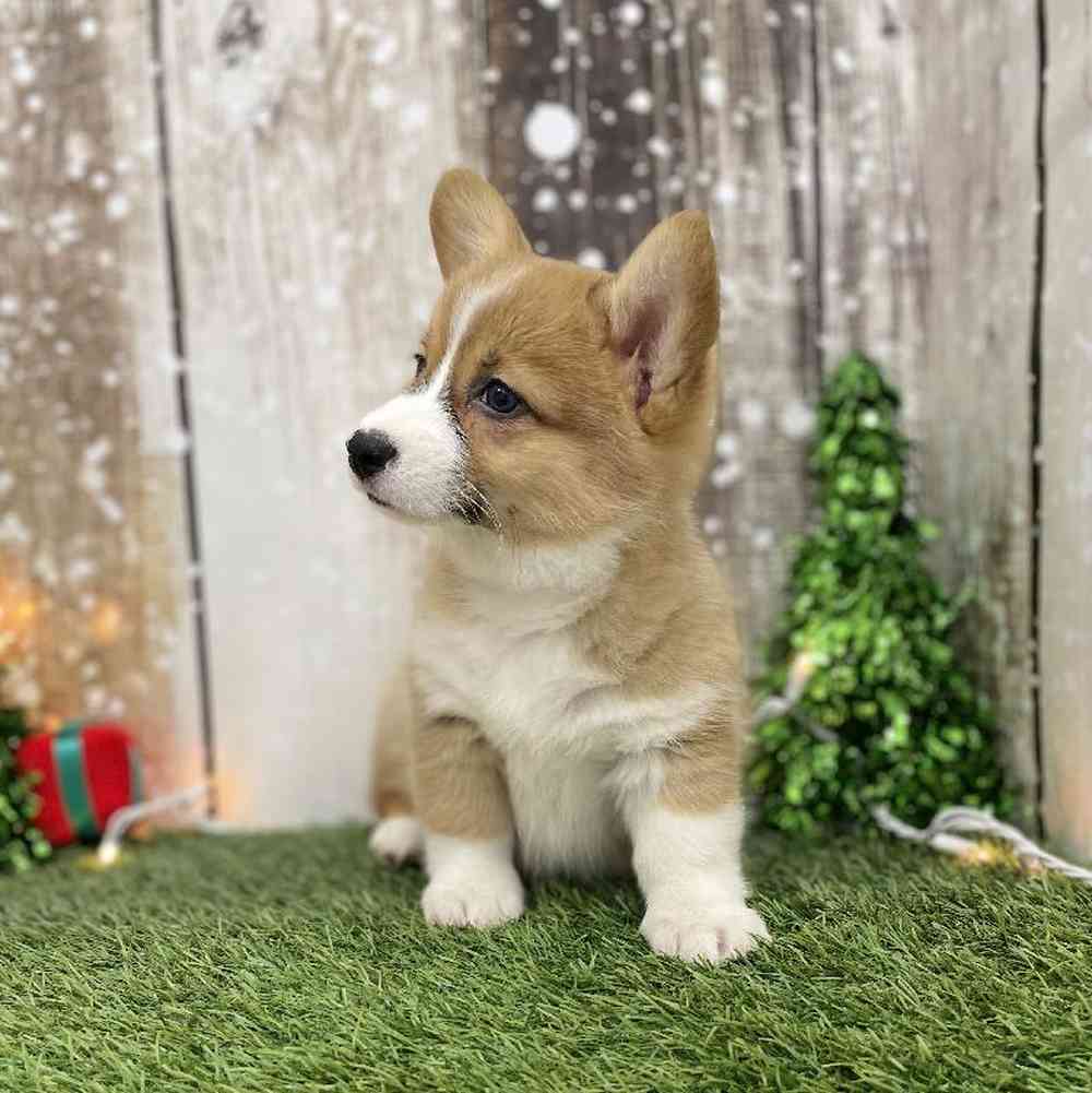 Female Pembroke Welsh Corgi Puppy for Sale in Braintree, MA