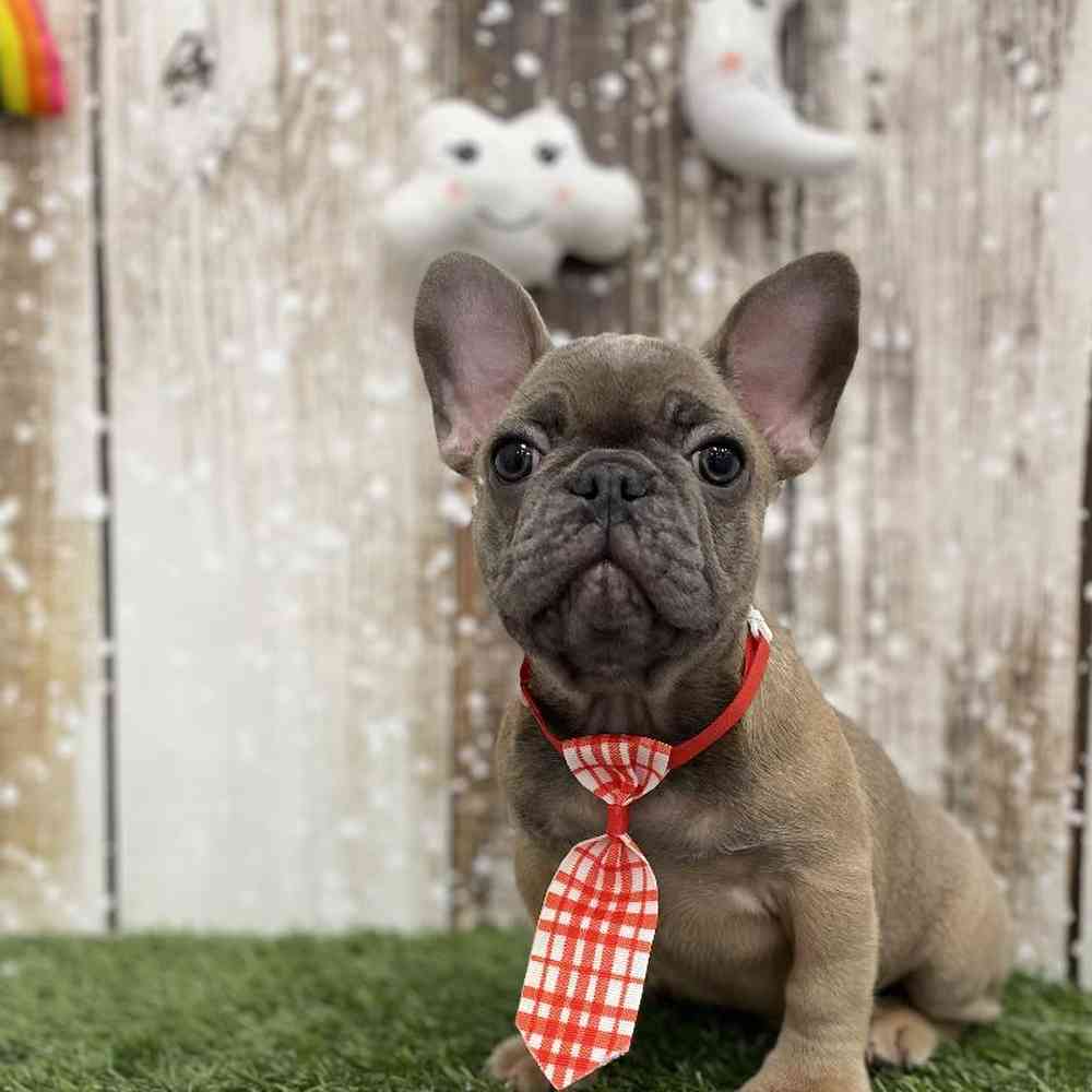 Male French Bulldog Puppy for Sale in Braintree, MA