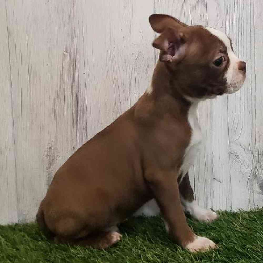 Male Boston Terrier Puppy for sale
