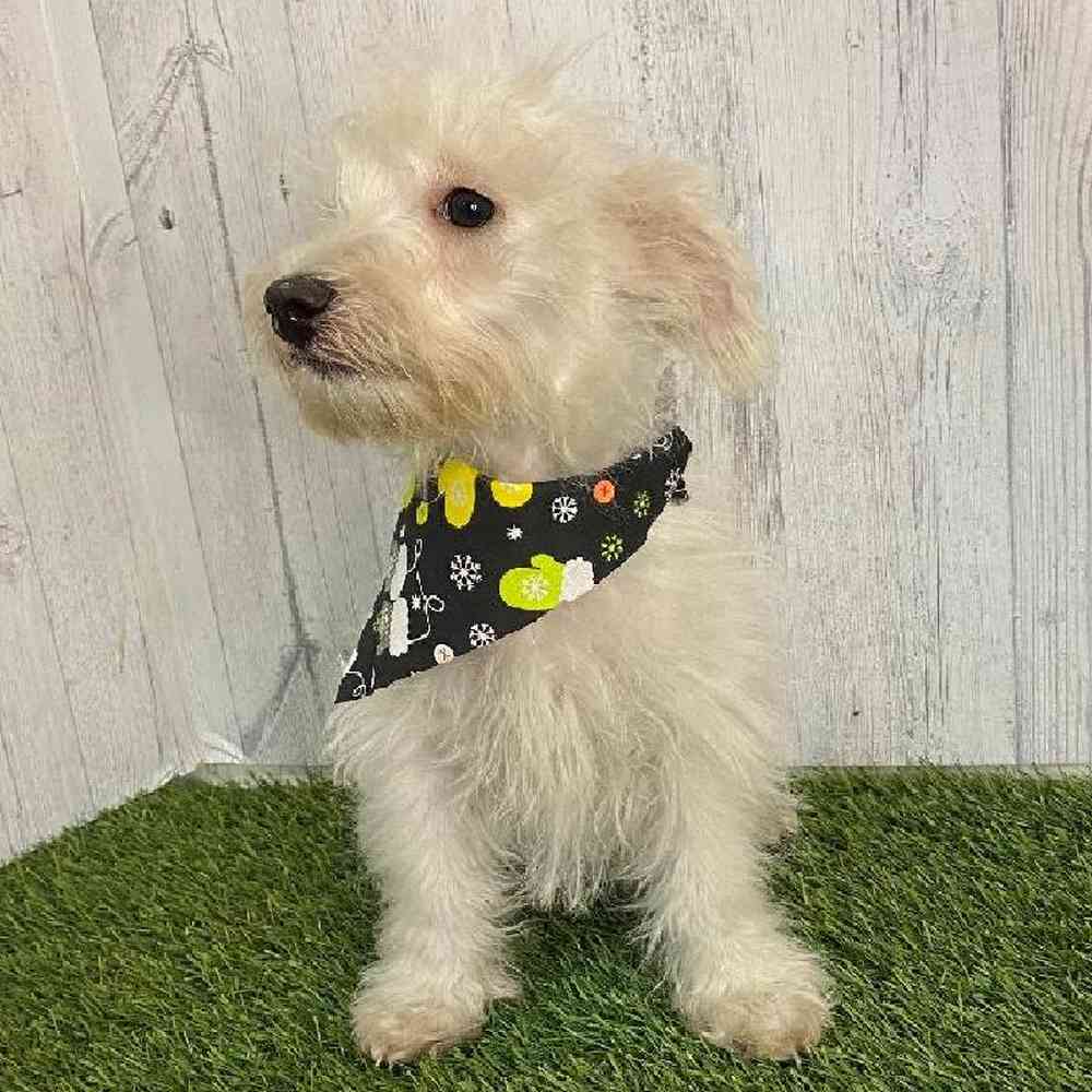 Male Wee-Chon Puppy for sale