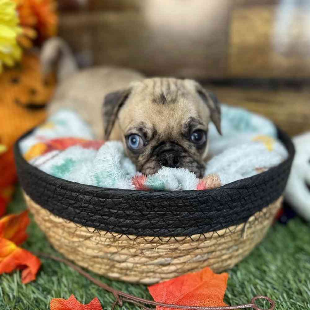 Male Pug Puppy for Sale in Saugus, MA