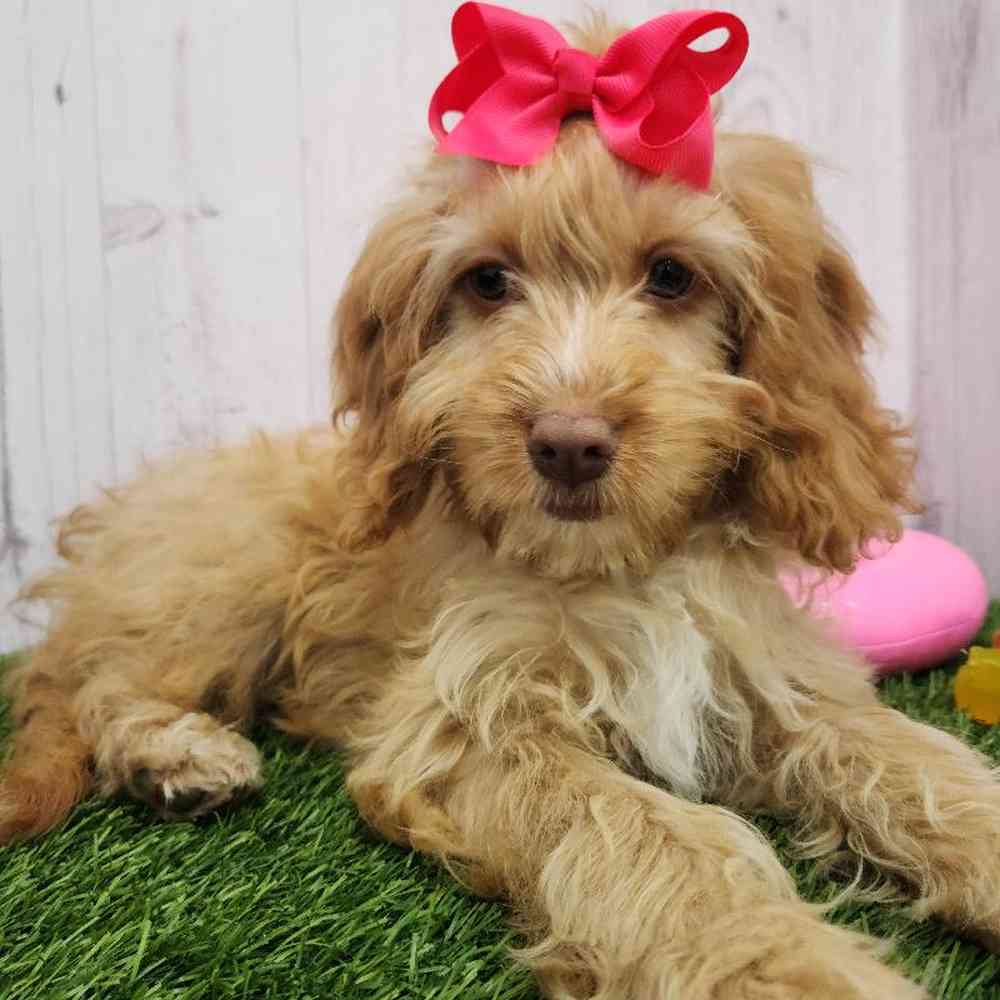 Female Cockapoo Puppy for Sale in Braintree, MA