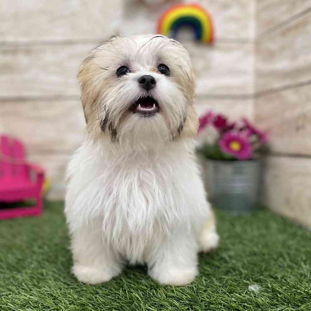 Male Malshi Puppy for Sale in Saugus, MA