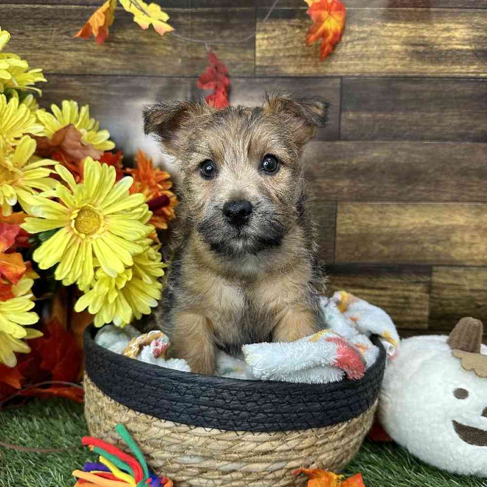 Male Cairn Terrier Puppy for Sale in Saugus, MA